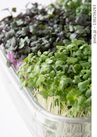 スプラウト寄せ植え 136256263