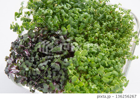スプラウト寄せ植え スプラウト寄せ植え 136256267
