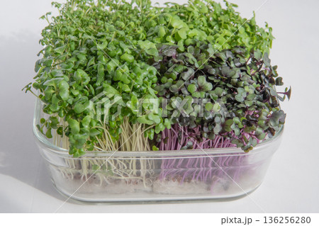 スプラウト寄せ植え 136256280