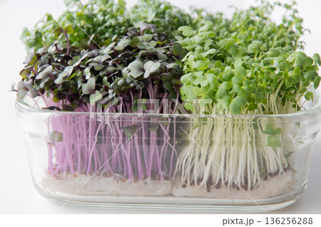 スプラウト寄せ植え スプラウト寄せ植え 136256288