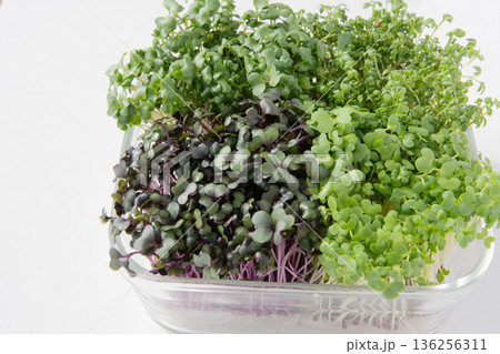 スプラウト寄せ植え 136256311