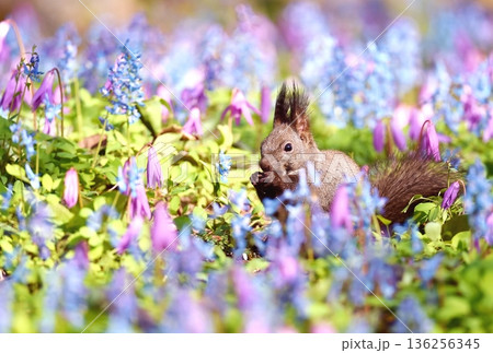 花園に佇むエゾリス 花園に佇むエゾリス 136256345