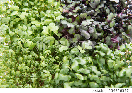 スプラウト寄せ植えのアップ スプラウト寄せ植えのアップ 136256357