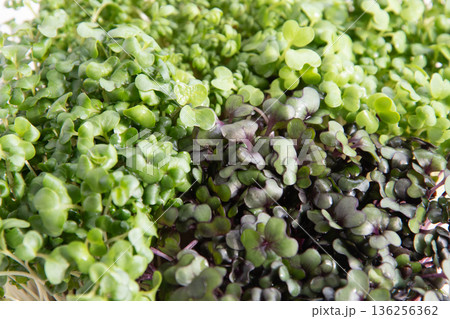 スプラウト寄せ植えのアップ 136256362
