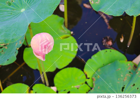 蓮の花 136256373