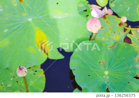 蓮の花 136256375