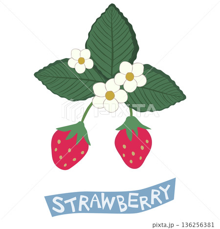収穫前の苺 136256381