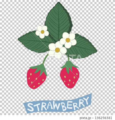 収穫前の苺 136256381