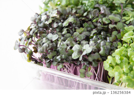 レッドキャベツスプラウトのアップ 136256384