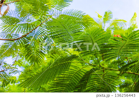 シダの葉と青空の広がる風景 136256443