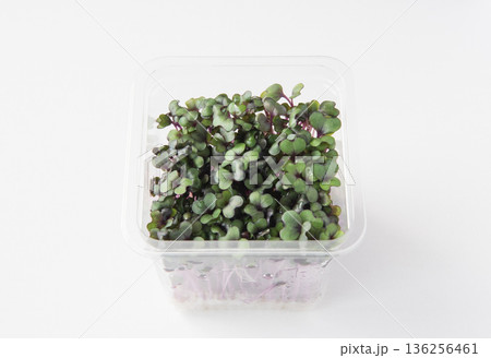 パック入りレッドキャベツスプラウト パック入りレッドキャベツスプラウト 136256461