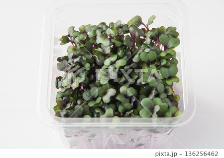パック入りレッドキャベツスプラウト 136256462