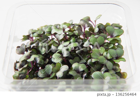 パック入りレッドキャベツスプラウト 136256464