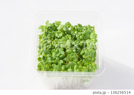 パック入りマスタードスプラウト 136256514