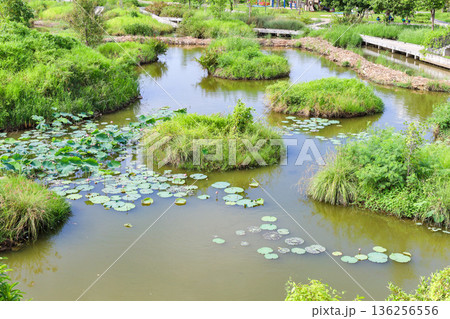 蓮が浮かぶ池のある公園 136256556