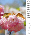 八重桜 136256569