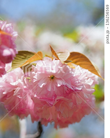 八重桜 八重桜 136256569