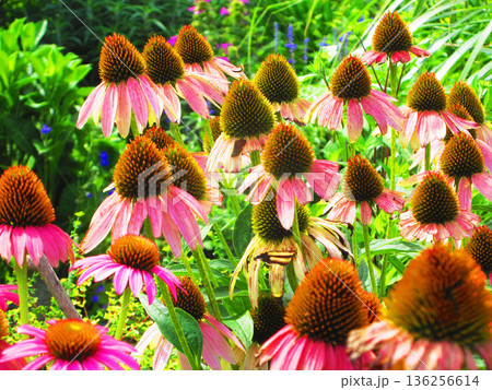 満開のエキナセアの花の風景 136256614