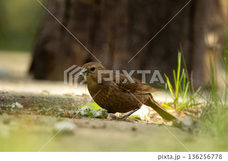 Brown-headed cowbird is eating seeds from poplar fluff. 136256778