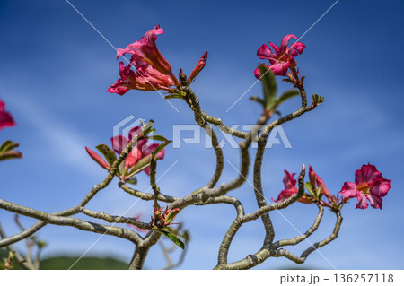 Desert roses reach toward sky. Artistic botanical illustration showcasing delicate pink blossoms with twisting stems under bright sunlight 136257118
