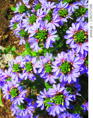 満開のブルーファンフラワー（スエヒロソウ）の風景 136257166