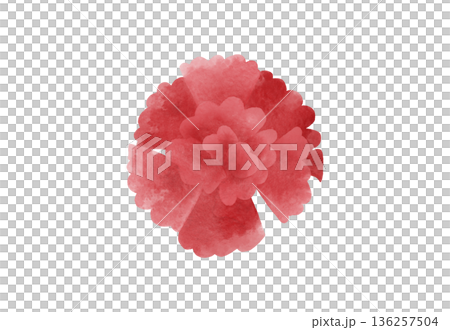 紅色康乃馨插畫，水彩風格 136257504