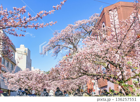 静岡県熱海市　あたみ桜　糸川遊歩道　2月上旬 136257551