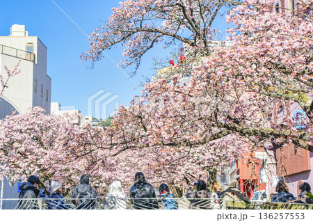 静岡県熱海市　あたみ桜　糸川遊歩道　2月上旬 136257553