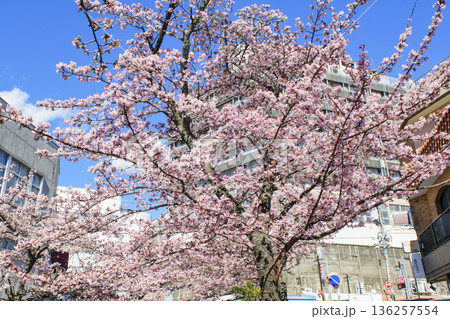 静岡県熱海市 あたみ桜 糸川遊歩道 2月上旬 静岡県熱海市 あたみ桜 糸川遊歩道 2月上旬 136257554