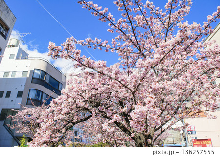 静岡県熱海市 あたみ桜 糸川遊歩道 2月上旬 静岡県熱海市 あたみ桜 糸川遊歩道 2月上旬 136257555