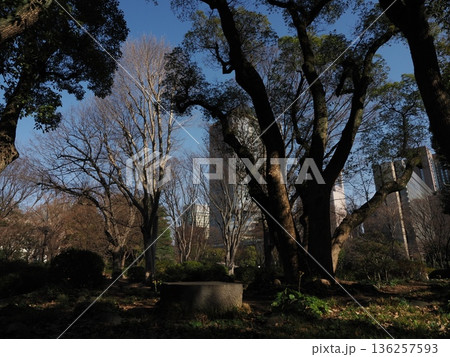 日比谷公園の木々 日比谷公園の木々 136257593