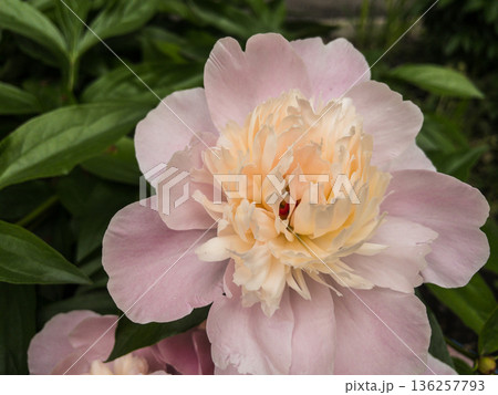 Pale pink peony in full bloom. 136257793