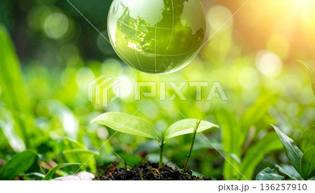 Green Plant Growing with Water Droplets in Nature Green Plant Growing with Water Droplets in Nature 136257910