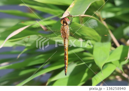 縦で葉にとまるトンボ 136258940