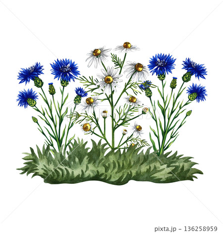 Cornflowers and daisies on a lawn. Hand-drawn watercolor illustration. Colorful image of wildflowers. Perfect for packaging, labels, and postcards, as well as banners, posters, and more. 136258959