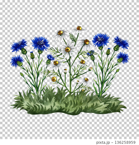 Cornflowers and daisies on a lawn. Hand-drawn watercolor illustration. Colorful image of wildflowers. Perfect for packaging, labels, and postcards, as well as banners, posters, and more. 136258959