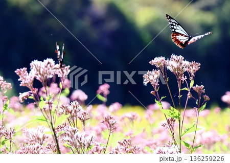 アサギマダラ 136259226