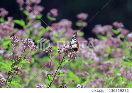 アサギマダラ 136259256