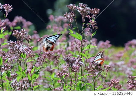 アサギマダラ アサギマダラ 136259440