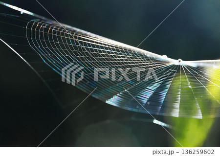 蜘蛛の巣 136259602