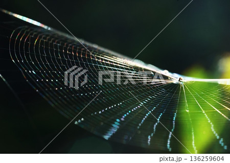 蜘蛛の巣 蜘蛛の巣 136259604