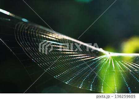 蜘蛛の巣 136259605