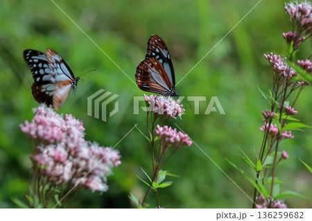 アサギマダラ 136259682
