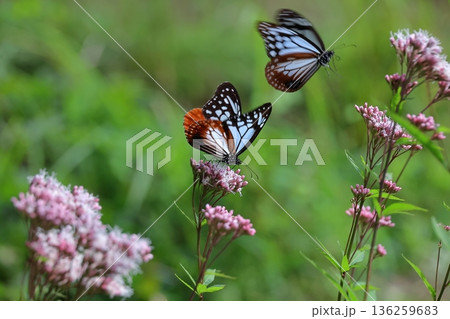 アサギマダラ 136259683