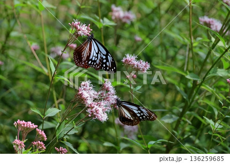 アサギマダラ 136259685