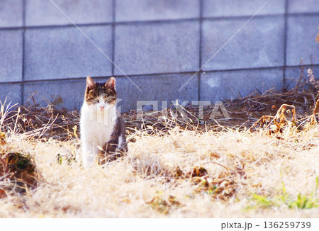 空き地にたたずむ野良猫 136259739