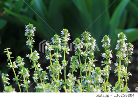 レモンタイム レモンタイム 136259804