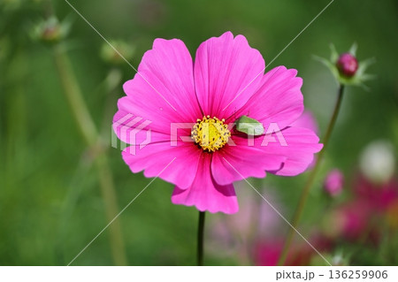 コスモス畑 コスモス畑 136259906