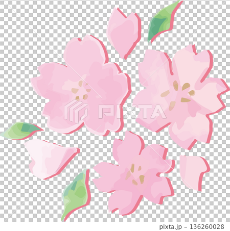 優しいタッチの水彩の桜イラスト 手描きの桜　飾り　お花見　春のお祝い、卒業式、入学式、和風背景素材 136260028
