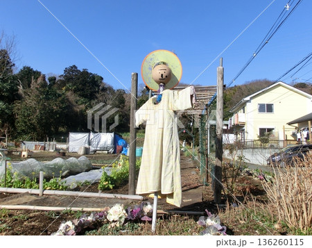 畑に立つカカシ 136260115